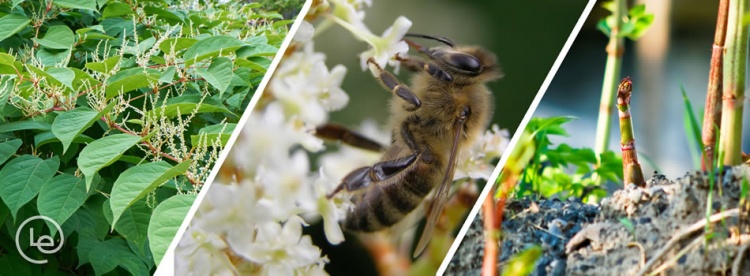 Buying or Selling  Know Your Japanese Knotweed